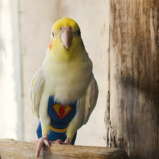Bird Diapers