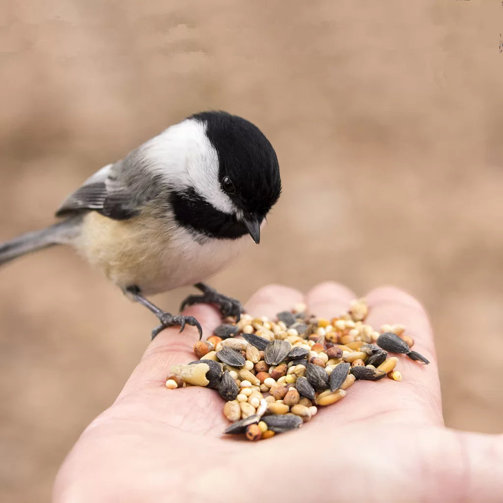 Bird Food