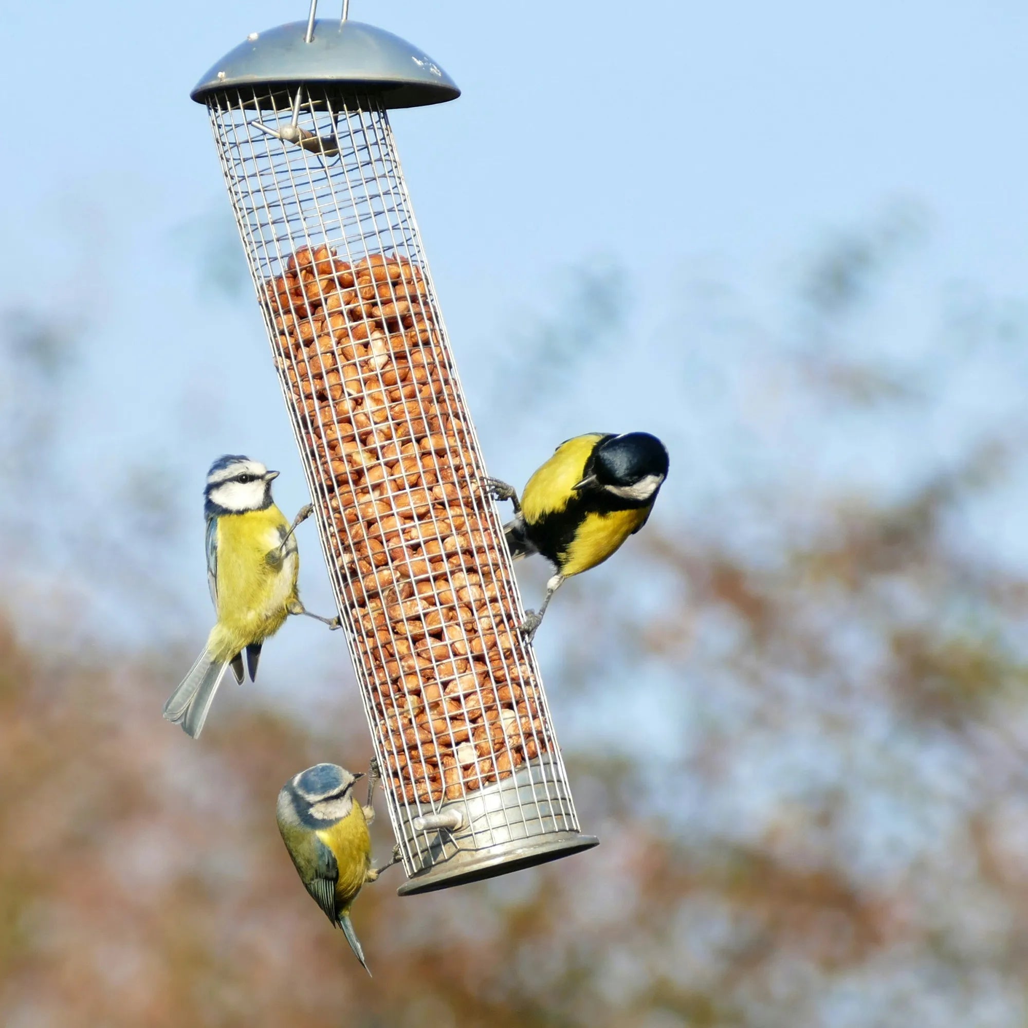Bird Health Supplies