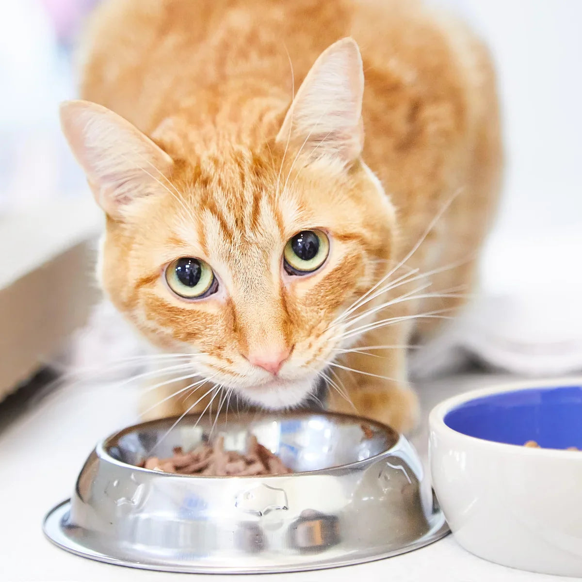 Cat Food