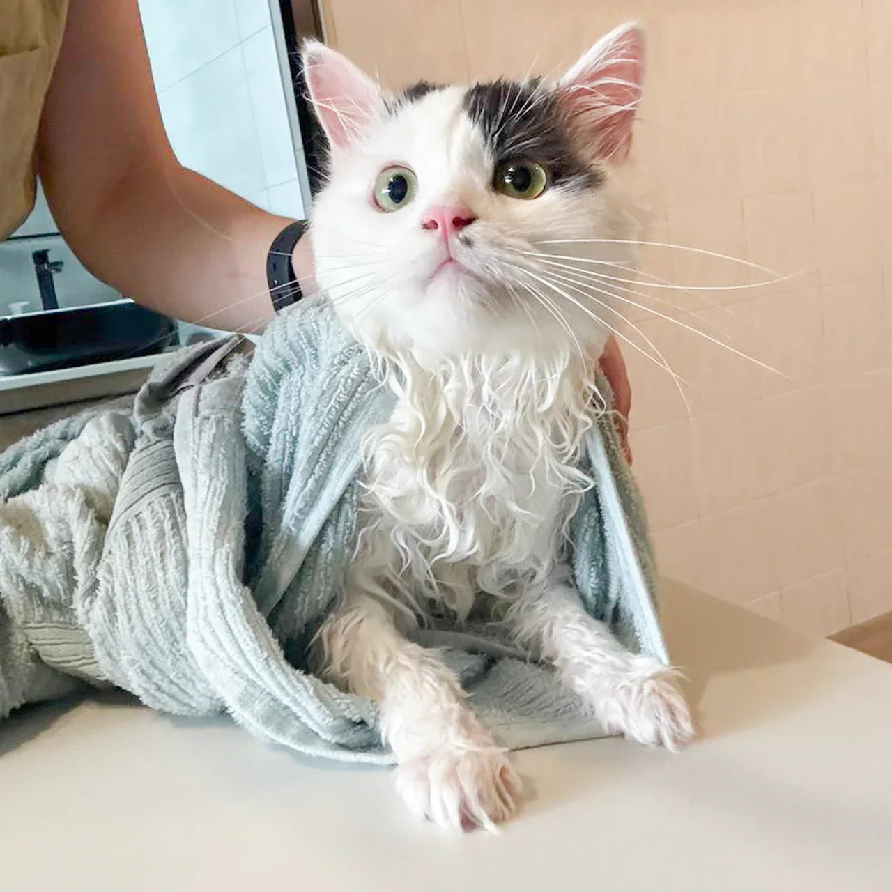 Cat Grooming