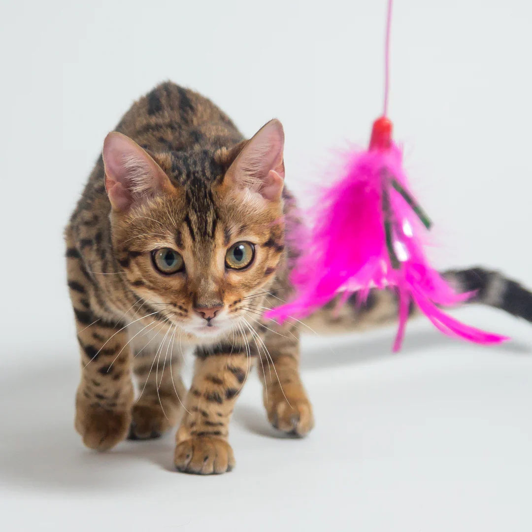 Cat Toys