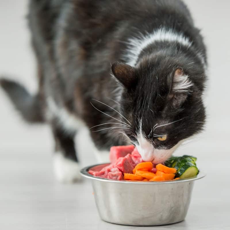 Cat Treats