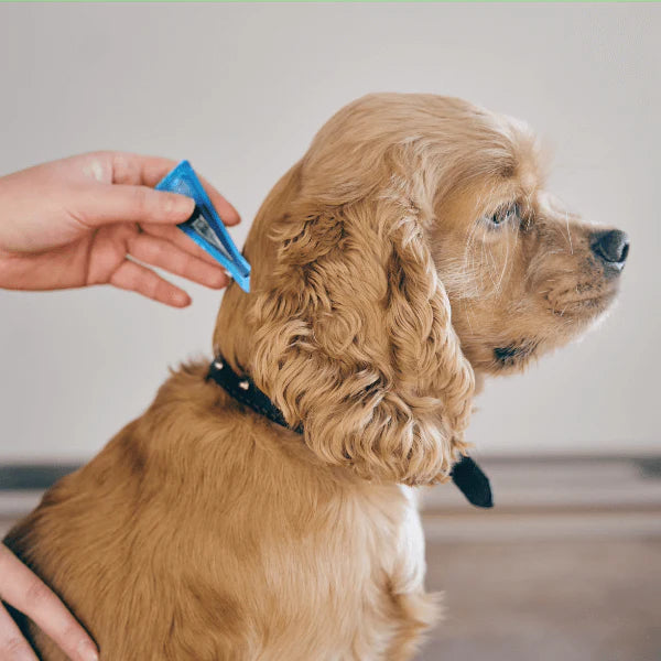 Dog Flea & Tick Control