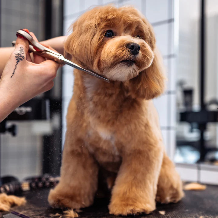Dog Grooming