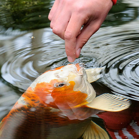 Fish Food