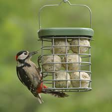 Bird Treats