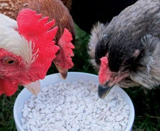 CZ Grain Calcium and Crushed Oyster Shells for Chickens - Grit for Chickens and Ducks (8 Pounds)