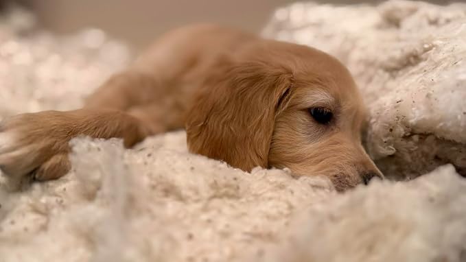 Rectangular Muslin Dog Bed Insert with Raw Cotton Filler, Natural Pet Bed Cushion Insert, Breathable Inner Pillow for Dog Bed Covers (X Large 48"x30"x5")