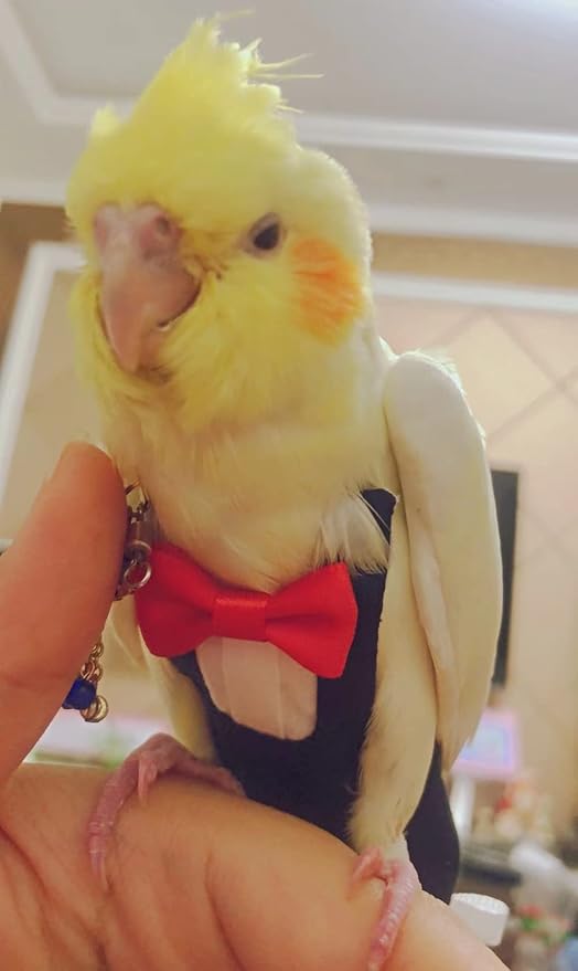 Bird Flight Suits Diapers, Parrot Flight Suits Diapers for Monk Parakeets, Cockatiels Flight Suits, Parrot Clothes, Bird Training Nappy Suit Liners Clothes (Small,Black)