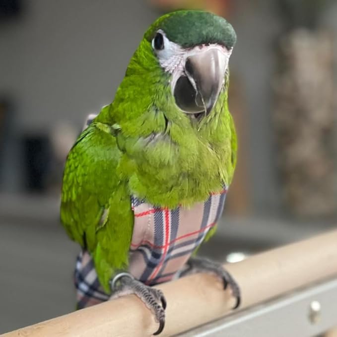 Avian Fashions FeatherWear FlightSuit Small(4) Bird Diaper in BirBerry