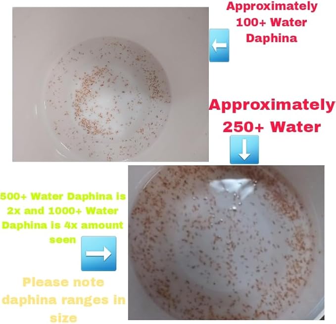 Starter Booster Pack 250+ Water Daphnia and 3 Triple Filtered Rainwater Starter