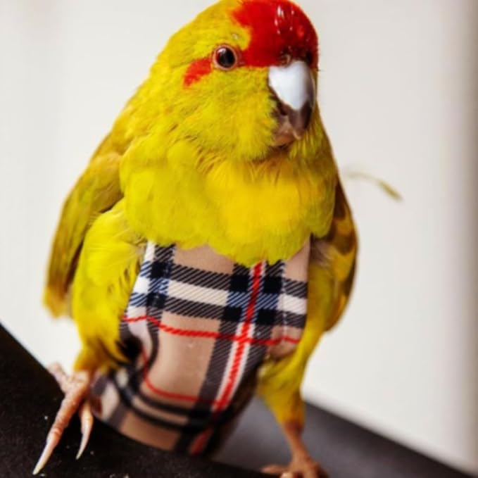 Avian Fashions FeatherWear FlightSuit X-Small(2) Bird Diaper in BirBerry