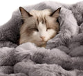 Self-Warming Cat Blanket, Dual-Side Plush Sherpa Throw with Anti-Static, Snuggle Mat for Kittens & Cats, Cozy Bed Topper for Windowsills & Couches, Machine Washable & Dryable, 21x18 Inch Gray