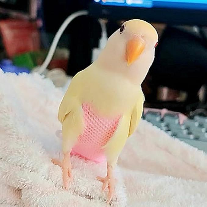 5 Pcs Summer Holey Style Bird Diaper Parrot Nappy Reusable Flight Suit with Waterproof Inner for Parakeet Cockatiel Macaw Budgie Lovebird Conure (XS)