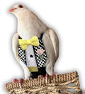 Bev's Bird Boutique Regular Flyper Adjustable Bird Diaper | Reusable, Washable Cloth | Comfort Fit for Parrot, Cockatiels, & Other Small Birds | Fashionable Avian Accessories, Retro Tux, Size 7.5