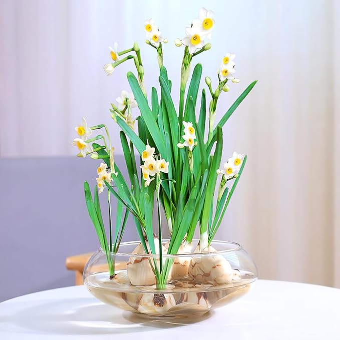GANAZONO Clear Fish Bowl Vase Bubble Round Planter Terrarium Fish Bowl Aquatic Plant Pot Daffodil Pot Hydroponic Planter Tank Aquarium