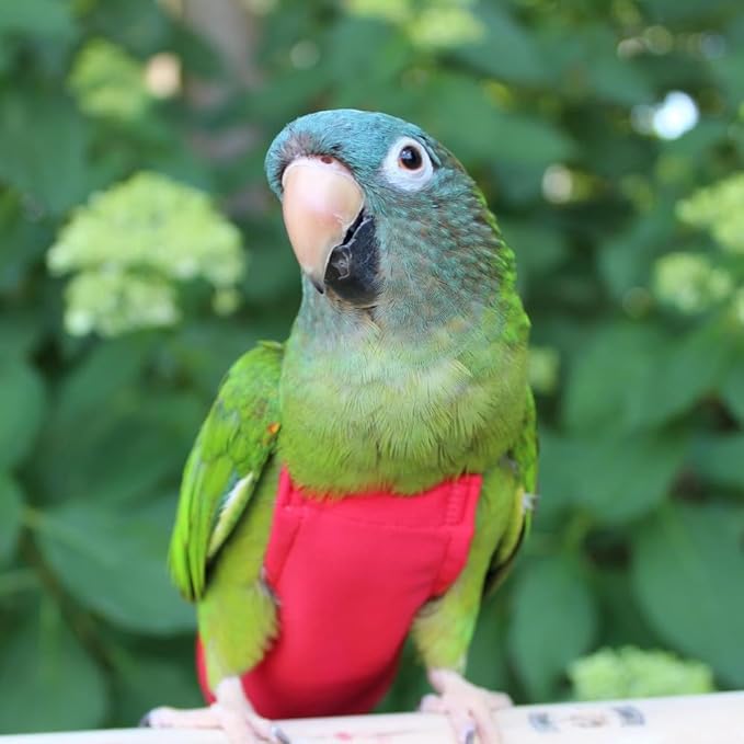 Avian Fashions FeatherWear FlightSuit X-Wide Long(11) Bird Diaper in Red