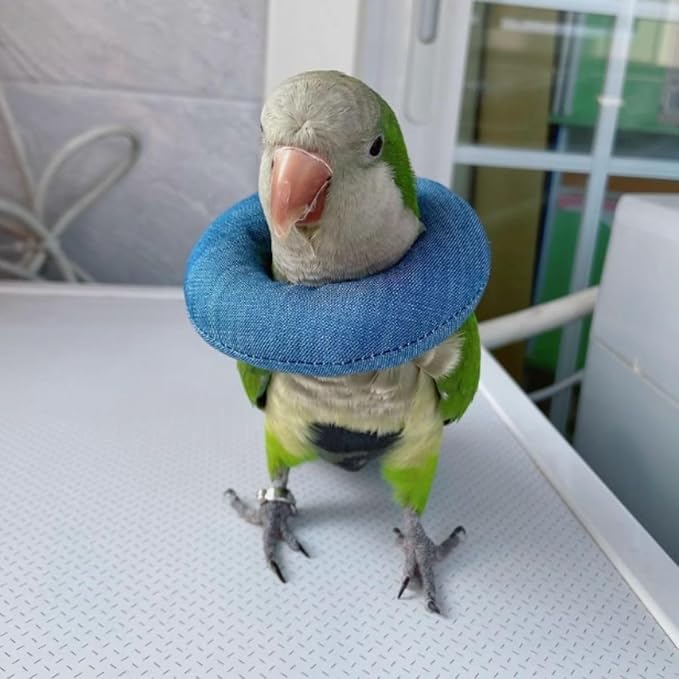 Parrot Neck Collar Pet Anti-bite Picking Feather Healing Protective Neck Cover Collar for Birds Conures Cockatiels Lovebirds Budgies Cockatoos African Grey Random Color (XS)