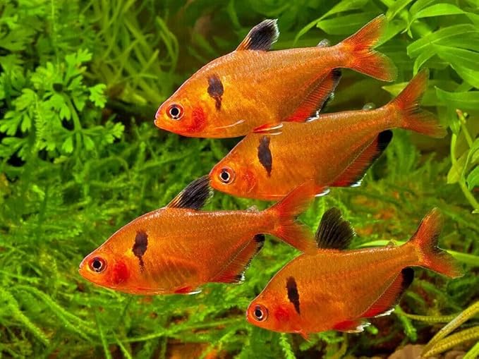 Aquatic Foods Inc. Tropical Fish Flakes, Mix of Krill, Color Enhancing, Spirulina Flakes for Cichlids, Angels, Tetras, Guppies. 12-Type Pellet Mix & 4-Type Wafers Included...WL 1/4-lb Foil Bag