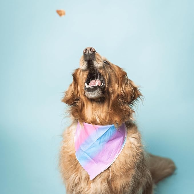 Bundle x Joy Ride & Vibe Salmon Jerky for Dogs - 2 Lbs Bag, Natural Superfood - Corn, Poultry, Soy & Grain Free Salmon Dog Treats Made in USA Only