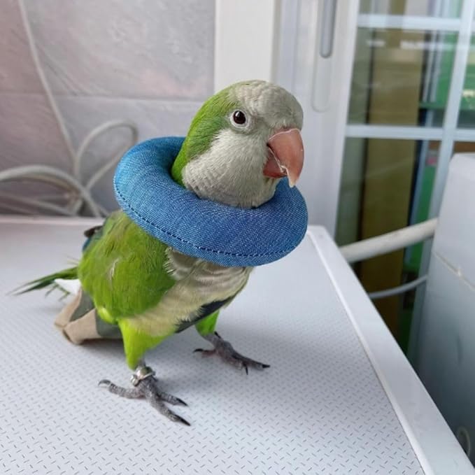 Parrot Neck Collar Pet Anti-bite Picking Feather Healing Protective Neck Cover Collar for Birds Conures Cockatiels Lovebirds Budgies Cockatoos African Grey Random Color (XL)