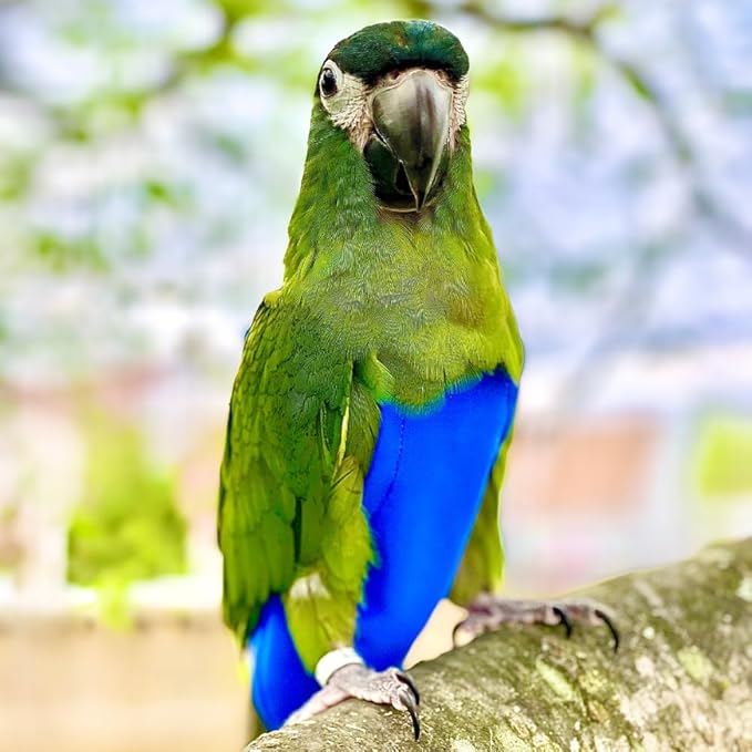 Avian Fashions FeatherWear FlightSuit X-Small Plus(2.5) Bird Diaper in Blue