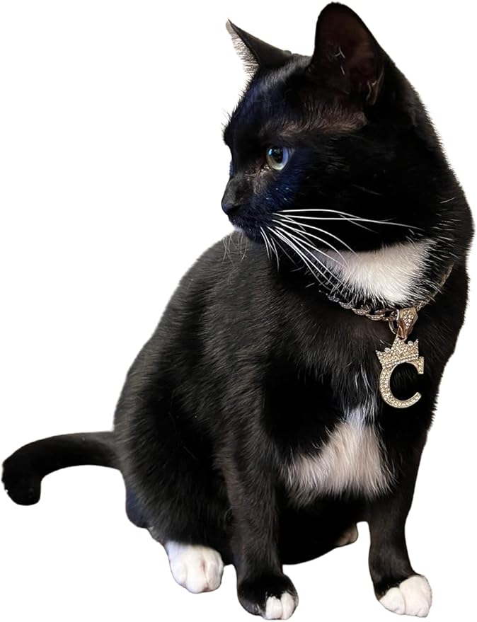Initial Letter Cuban Chain Dog Chain Pet Chain Pet, Cat, Puppy Chain (20", B)