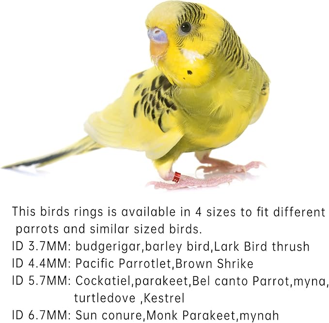 Open Bird Ring Bird Band Bird Foot Ring Bird Leg Bands Rings for Birds Tags Aluminum Alloy Split Ring Mixed Color for Parrots Hibiscus Bird Finches Etc 50Pcs (ID 6.7MM)
