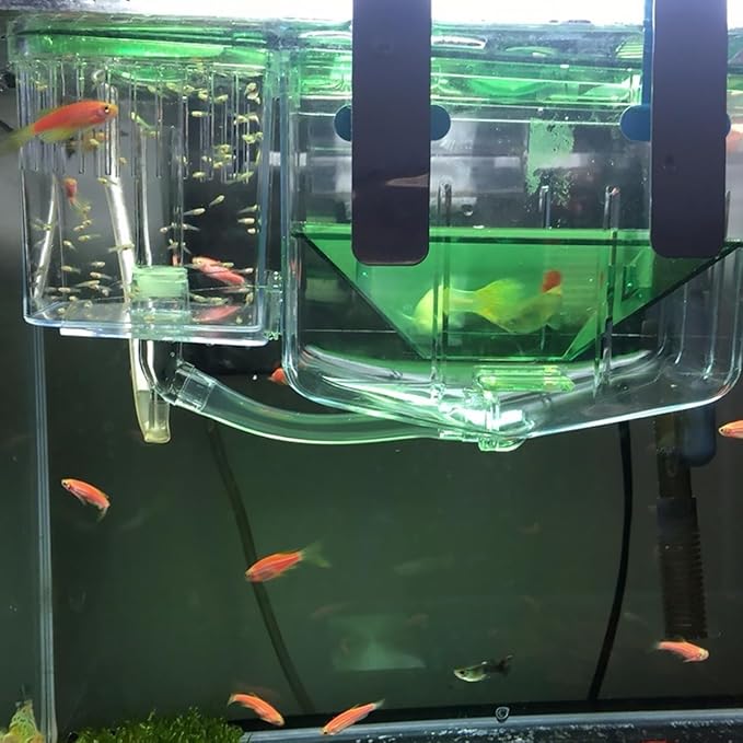 DOITOOL Fish Breeding Box for Aquarium Transparent Isolation Tank with Fine Mesh Sieve for Baby Fish Separator and Guppy Fry Hatchery Compact 2-Pack for Home Aquarium