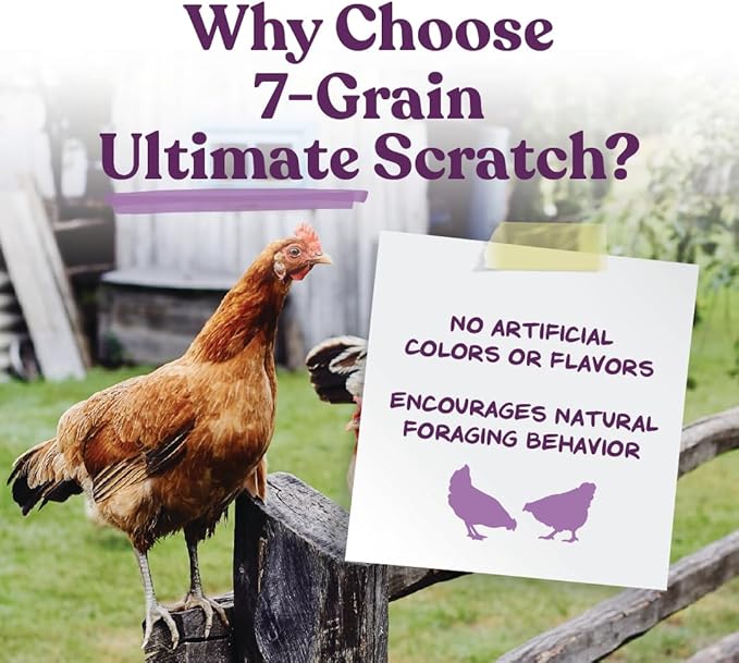 Manna Pro 7-Grain Ultimate Chicken Scratch – Non-GMO Scratch Grain Treat for Chickens, Hens and Other Birds – Natural Multigrain Blend for Poultry and Backyard Flocks – 10 lb Bag