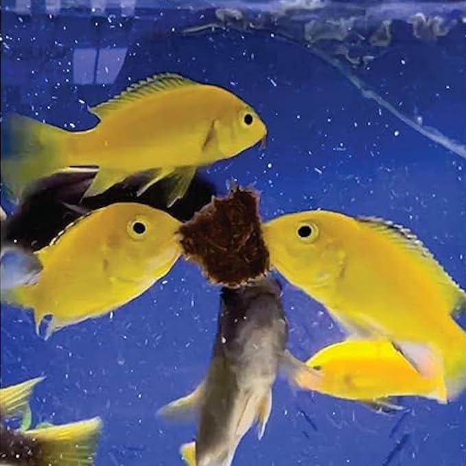 Super Cichlids Freeze Dried California Blackworms - All Natural - Perfect for Marine & Tropical Aquariums - High Protein, No Preservatives - Ideal Live Blackworms Alternative Fish Food (75 Grams)