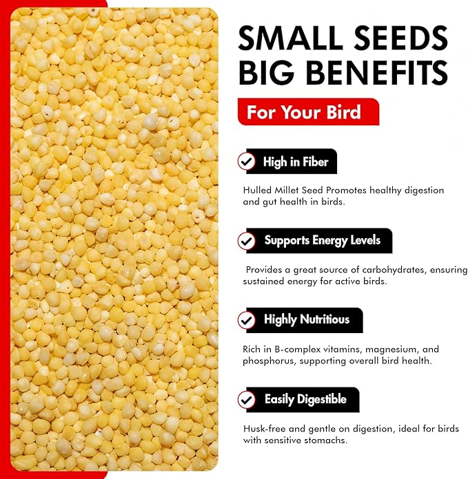 Morning Bird Hulled Millet 4.5 lbs (3-Pack, 1.5 lbs Each) – Nutritious Hulled Millet Seed - Easily Digestible with High Fiber, Rich in Vitamins & Minerals for Birds, Ideal Bird Feed for All Bird Types