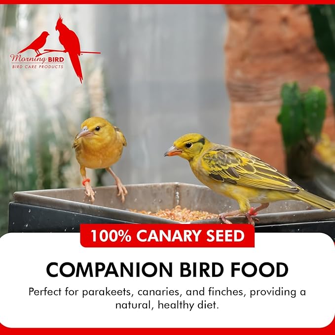 Morning Bird Canary Seed 4.5 lbs (3-Pack, 1.5 lbs Each), Nutrient-Rich Bird Seed, Creamy Golden Grain Powerhouse - Supports Healthy Feathers & Strong Bones – Natural Daily Nutrition for All Bird Types