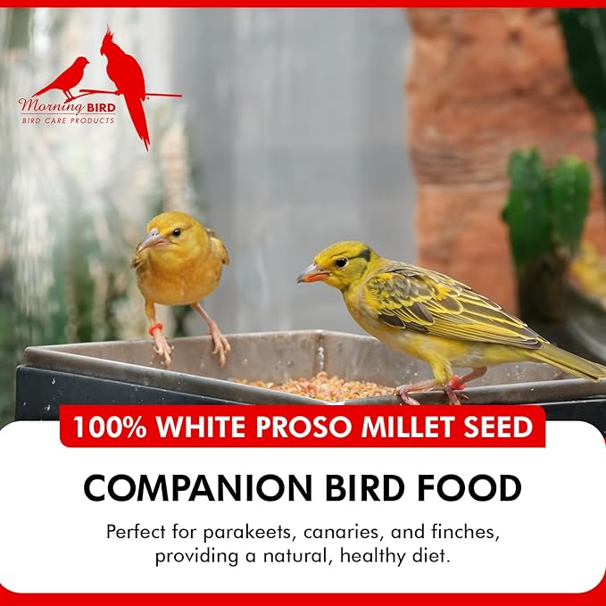 Morning Bird White Proso Millet 9 lbs – Natural Bird Seed – Supports Feather Growth & Balanced Nutrition – High Energy Delicious Seed - Ideal for Finches, Parakeets & Pet Birds