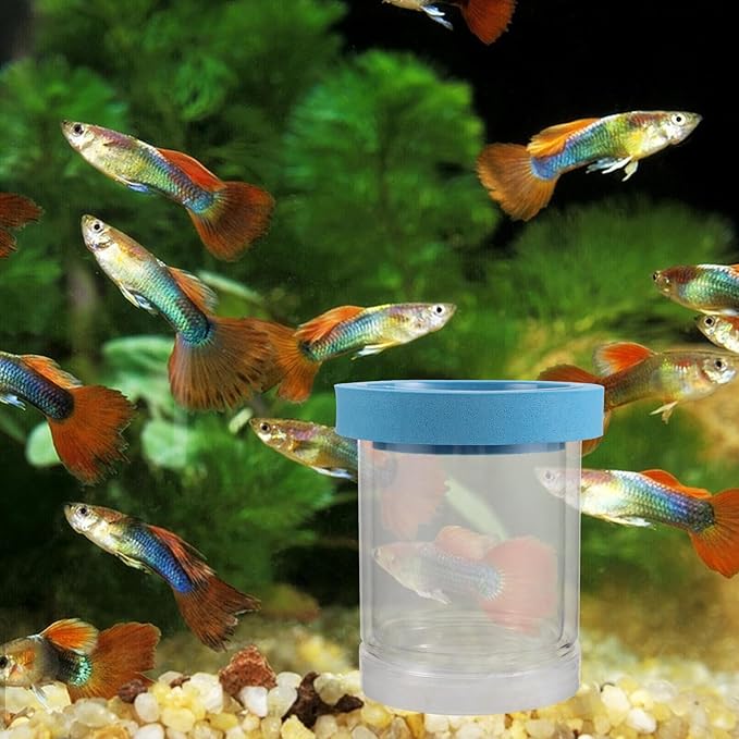 2pcs Aquarium Fish Breeder Box Floating Acrylic Isolation Hatchery Incubator with Suction Cups for Guppy Fry and Small Fish Breeding Tank Separation