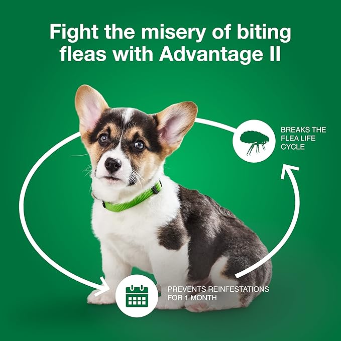 Advantage II Small Dog, 6 pack