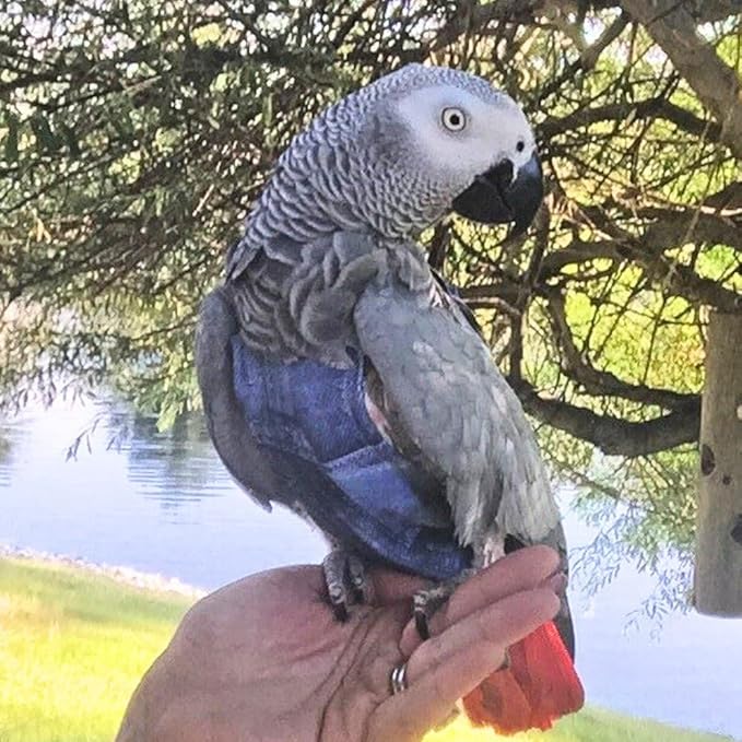 Avian Fashions FeatherWear FlightSuit X-Wide(9) Bird Diaper in Denim Print