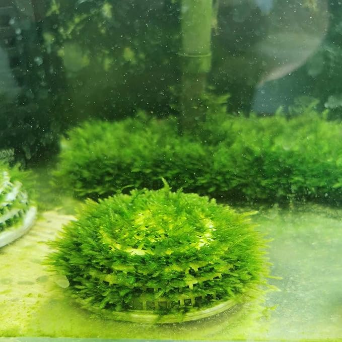 2pcs Aquatic Plant Boxes for Fish Tank Breeding Eco-Friendly Water Grass Containers Smooth Durable for Aquatic Decor and Plant Cultivation