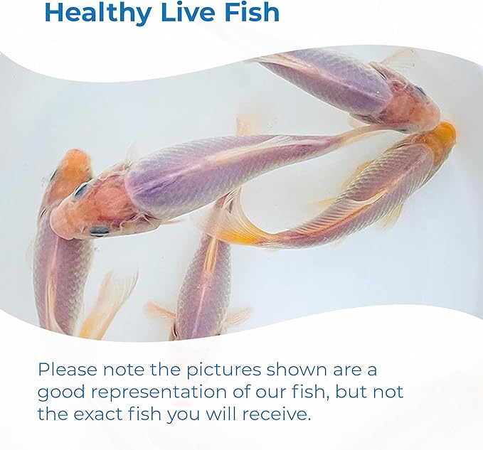 Toledo Goldfish Solid White Comet Goldfish with Splashes of Red: Live Goldfish with a Variety of Sizes for Ponds, Tanks, and Aquariums - 6-8 Inches, 5 Count