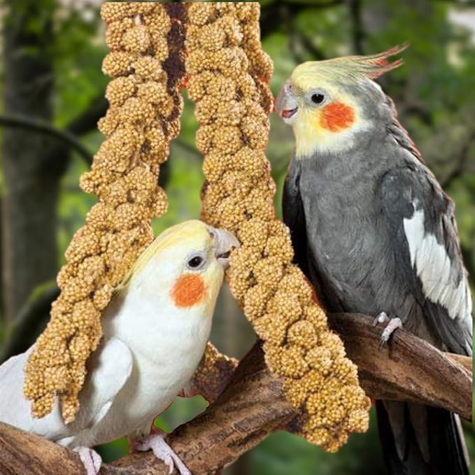 Natural Spray Millet 1lb (Only Edible Tops) Stemless- Non-GMO, Chemical-Free, Hand-Harvested Fresh Treat for Parakeets, Cockatiels, Finches, and Small Pets