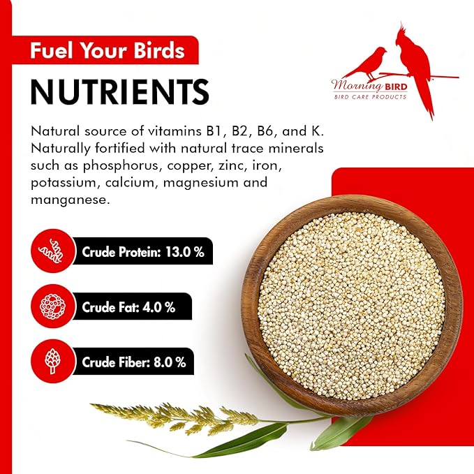 Morning Bird White Proso Millet 1.5 lbs – Natural Bird Seed – Supports Feather Growth & Balanced Nutrition – High Energy Delicious Seed - Ideal for Finches, Parakeets & Pet Birds