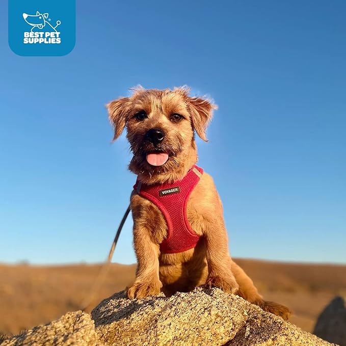 Best Pet Supplies Voyager Step-in Air Harness - All Weather Mesh, Reflective, No Pull Harness for Dogs, Cats - Secure with Hook & Loop Fastener, Buckle, Double D-Rings - Red, XS