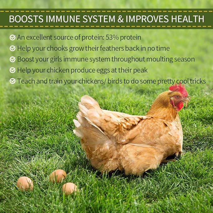 DIIG 10LB 100% Natural Non GMO Dried Mealworms - High Protein Treats for Birds Chickens, Ducks