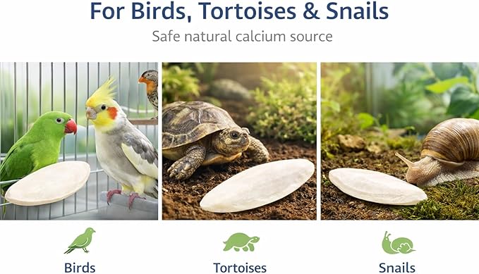 Birds LOVE 3.5-4″ Cuttlebones for Birds – 100% Natural Sun-Dried Calcium & Beak Conditioning Supplement for Parakeets, Budgies, Cockatiels, Finches & Canaries – 2 Pack with Holder – Made in Vietnam