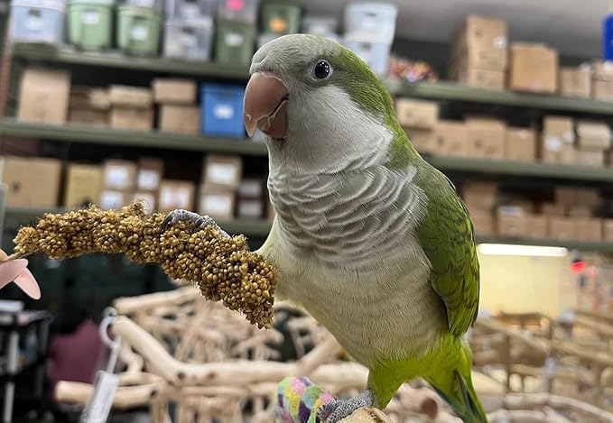 Birds LOVE Economy & Special Spray Millet GMO-Free (No Stems Only Edible Tops) for Birds Cockatiel Lovebird Parakeet Finch Canary All Parrots Healthy Treat - 7oz (Pack of 50)