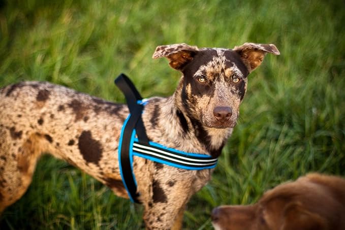 ComfortFlex Sport Dog Harness – No-Choke, Fully Padded, Non-Chafing Harness with Control Handle – Reflective, Lightweight, Adjustable for Active - XXLarge, Purple