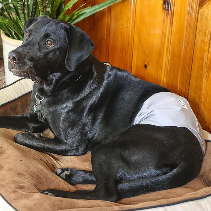 Pet Parents® Washable Belly Bands for Male Dogs (3pack) + Extendrs® of Durable Dog Diapers Male, Premium Male Dog Diapers & Dog Wraps (X-Large, Natural)