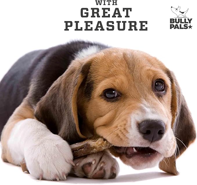 12 inch Jumbo Bully Sticks for Medium to Large Dogs - 5 Pack - Extra Thick Dental Chews for Dogs, Long Lasting, All Natural, Single Ingredient, Easily Digestible, Rawhide Free Dog Treats