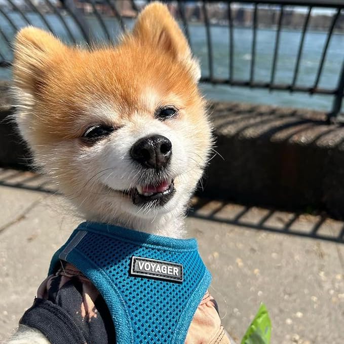 Best Pet Supplies Voyager Step-in Air Harness - All Weather Mesh, Reflective, No Pull Harness for Dogs, Cats - Secure with Hook & Loop Fastener, Buckle, Double D-Rings - Turquoise, M